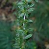 Mountain Mahogany #2 - Image 2